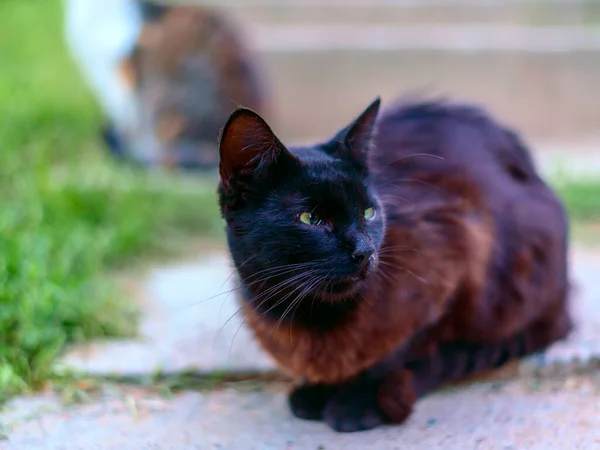 Schmutzige Schwarze Wanderkatze — Stockfoto