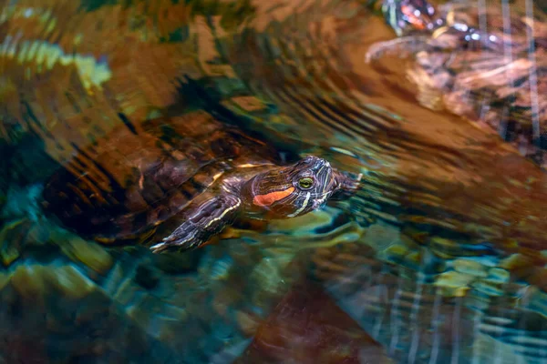 Tartaruga Nadando Aquário — Fotografia de Stock