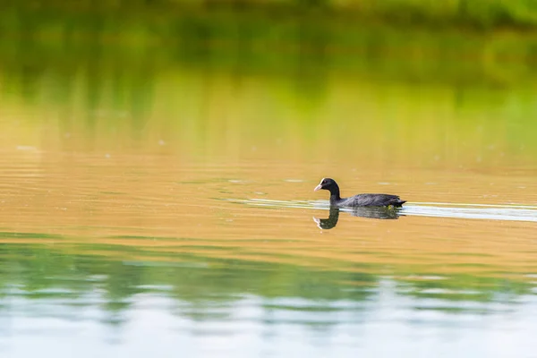 Pato Nada Lago Fotografado Distância — Fotografia de Stock