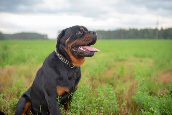 Çayırdaki Genç Bir Rottweiler Portresi Fotoğraflı Yakın Plan — Stok fotoğraf
