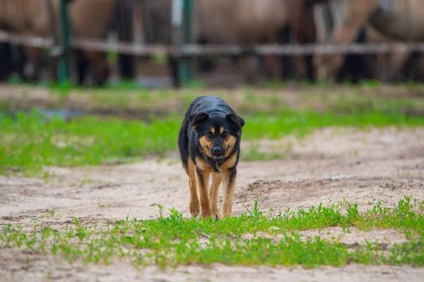 Perro Está Paseando Granja Primer Plano Fotografiado —  Fotos de Stock