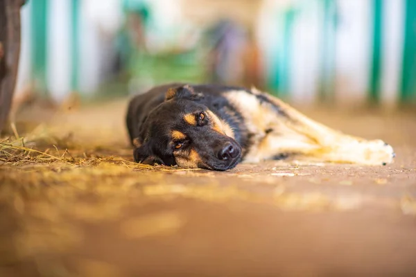 A tired dog lies on the ground. Photographed close-up.