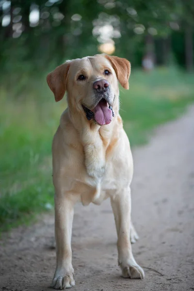 Retrato Labrador Amarelo Pálido Recuperador Floresta Close Fotografado — Fotografia de Stock