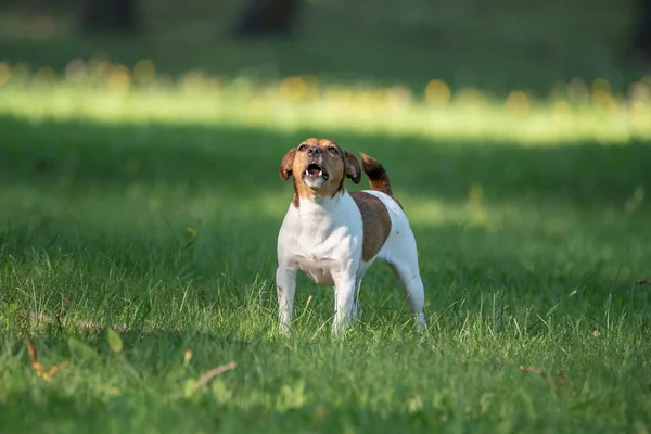 Kızgın Jack Russell Terrier parkta havlıyor..