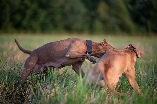 Dos Pitbull Terriers Americanos Están Jugando Campo Cerca Del Bosque —  Fotos de Stock