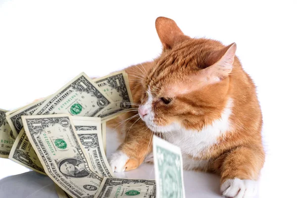 一只家猫的画像 上面有一堆100美元的钞票 — 图库照片