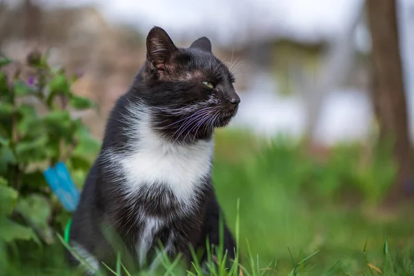 Gato Negro Está Descansando Una Casa Verano Hierba Primer Plano — Foto de Stock