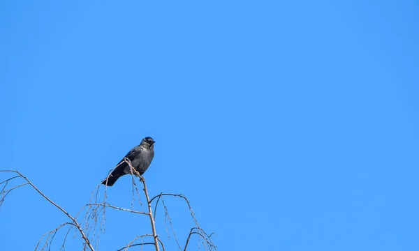 Corvo Solitário Senta Uma Árvore Contra Céu — Fotografia de Stock