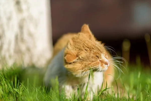 Rode Zwerfkat Rustend Onder Een Boom Het Gras Zomer — Stockfoto