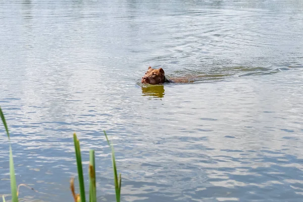 American Pit Bull Terrier Nada Lago Verano — Foto de Stock