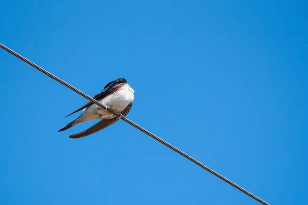 電源ラインに座って飲み込む 写真のクローズアップ — ストック写真