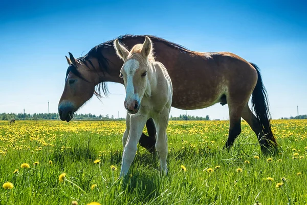 Cavallo Puledro Pascolano Sul Campo Con Denti Leone — Foto Stock