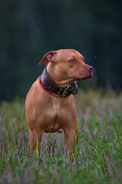 Portrait Pit Bull Terrier Couvée Rouge Dans Une Prairie — Photo