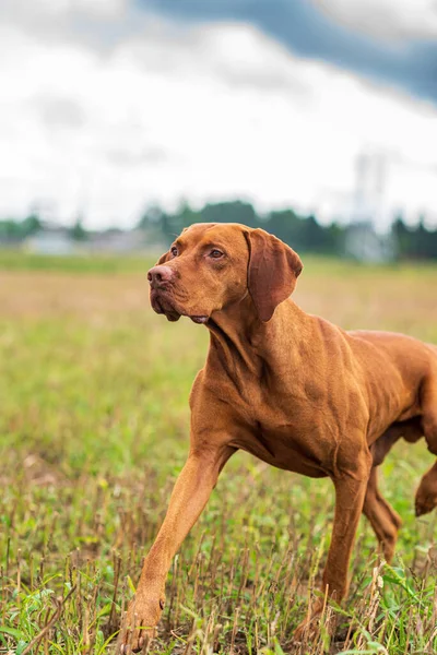 Crouching Hunting Dog Closeup Portrait Hungarian Vyzhly — Stock Photo, Image
