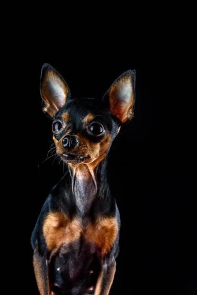 Portrait Russian Toy Terrier Dog — Stock Photo, Image