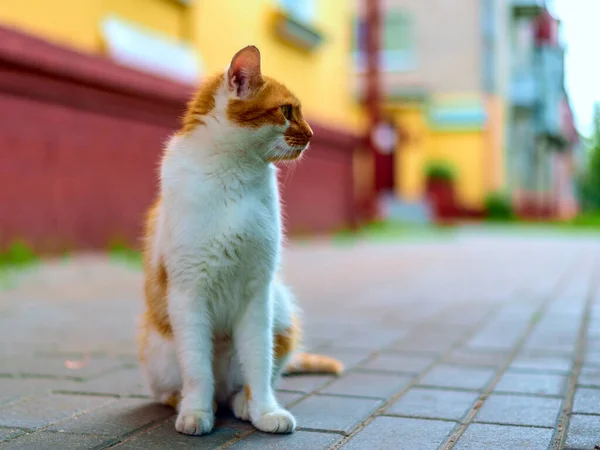 Rote Katze Auf Dem Bürgersteig — Stockfoto
