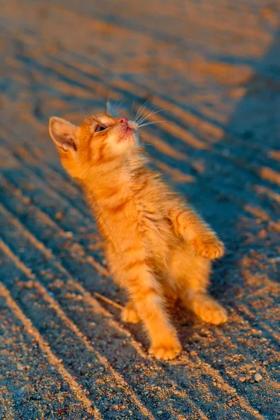 Chaton Tient Sur Ses Pattes Arrière Sur Route — Photo