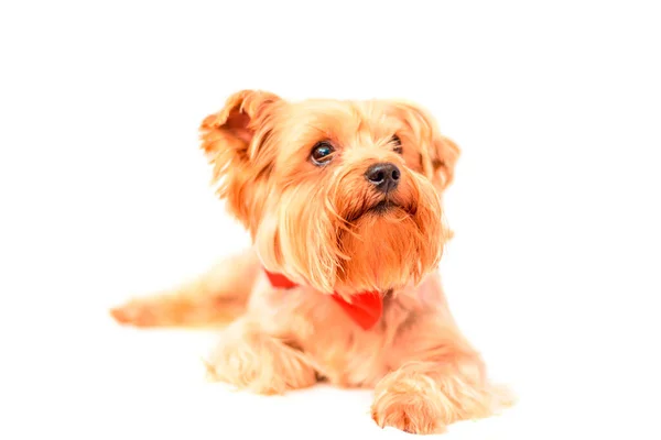 Portrait Yorkshire Terrier — Stock Photo, Image