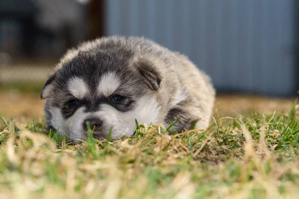 Ung Husky Valp Leker Gräset — Stockfoto