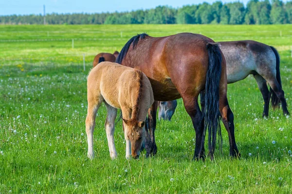 Fohlen Und Pferd Auf Dem Feld — Stockfoto