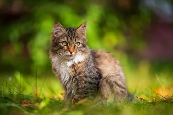 Gatinho Cinza Bonito Está Sentado Grama Verde — Fotografia de Stock