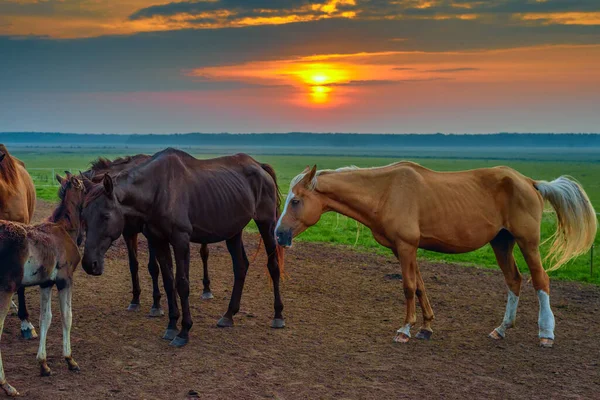 Cavalos Pastam Amanhecer — Fotografia de Stock