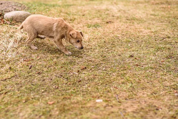 Serseri Köpek Solmuş Çimlerde Oynuyor — Stok fotoğraf