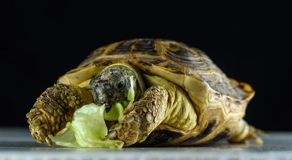 Kara Kaplumbağası Lahanayı Yer Stüdyoda Karanlık Bir Arkaplanda Fotoğraflanır — Stok fotoğraf