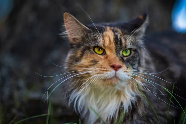 Maine Coon Katt Porträtt Parken — Stockfoto