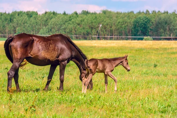 Das Leben Der Pferde Auf Dem Bauernhof Die Pferde Ruhen — Stockfoto