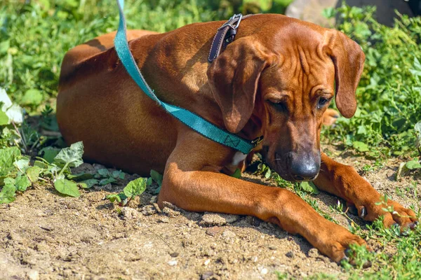 Genç Ridgeback Çiftlikte — Stok fotoğraf