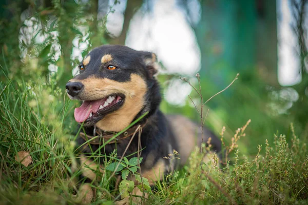 Retrato Perro Hierba Bosque —  Fotos de Stock