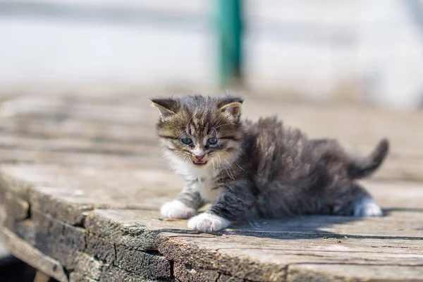 Poco Salvaje Gris Gatito Aire Libre — Foto de Stock