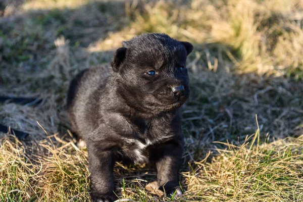 Porträt Eines Kleinen Dorfwelpen Von Schwarzer Farbe Fotografiert Nahaufnahme — Stockfoto