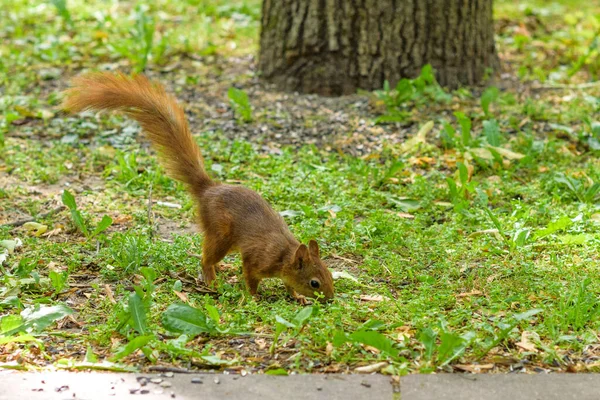 Scoiattolo Gioca Estate Nel Parco — Foto Stock