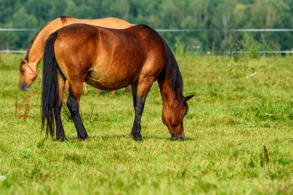 portrait of a horse in a meadow