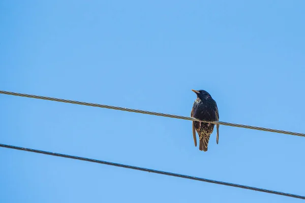A bird sits on a power line. Photographed closeup.