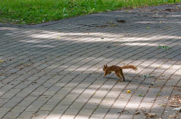 松鼠夏天在公园里玩耍 — 图库照片