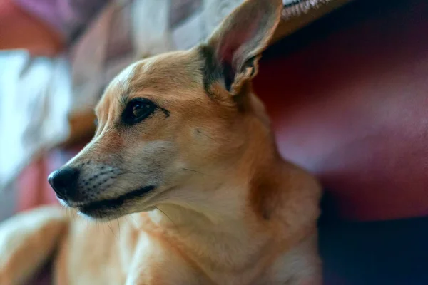 Pequeno Cão Bege Bonito Com Orelhas Longas Descansando Casa — Fotografia de Stock