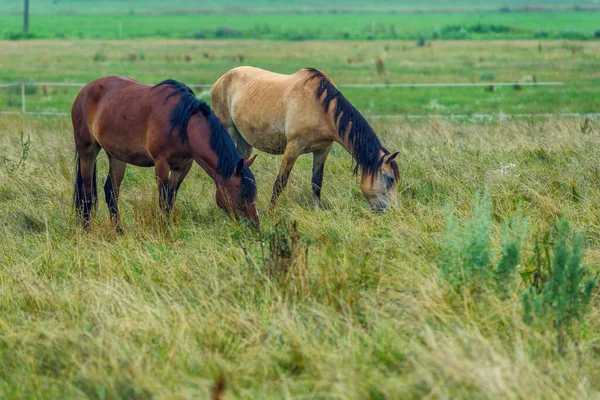 几匹马在田里吃草 — 图库照片