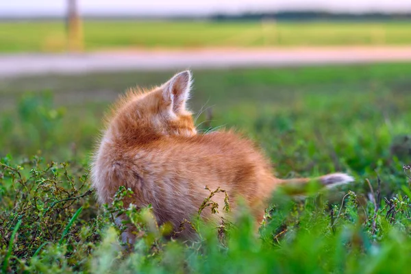 Рыжий Котёнок Траве — стоковое фото