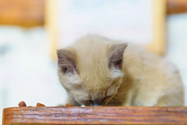 Gatito Sin Hogar Come Comida —  Fotos de Stock