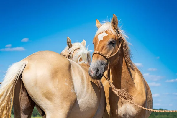 Een Paar Vriendelijke Paarden Het Veld Close — Stockfoto