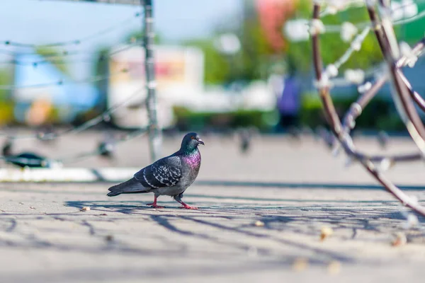 Porträt Einer Einsamen Taube Auf Dem Platz Mit Stark Verschwommenem — Stockfoto