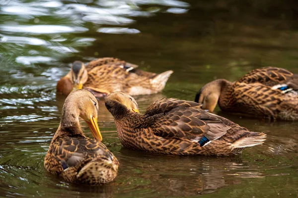 Los Patos Salvajes Nadan Estanque Por Noche — Foto de Stock