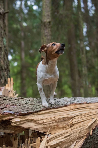 Jack russell terrier stands on a broken tree in the forest. Close-up photographed.