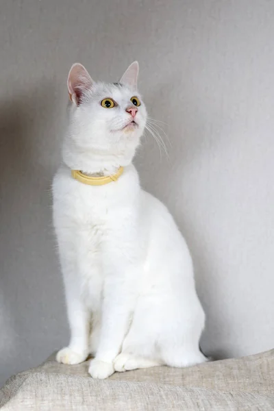 Портрет Белого Домашнего Кота — стоковое фото