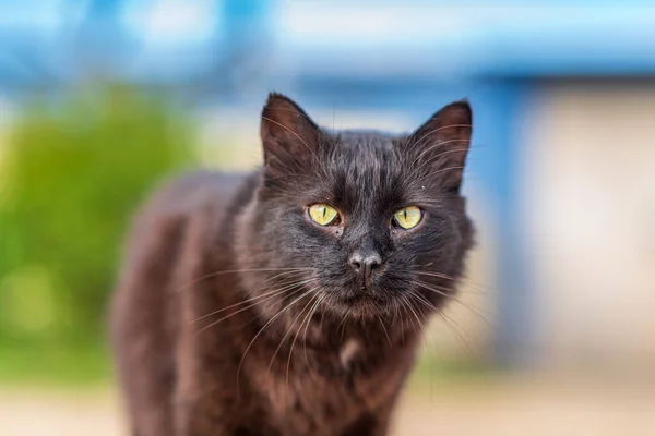 Vista Gatto Randagio Nero Con Gli Occhi Verdi — Foto Stock