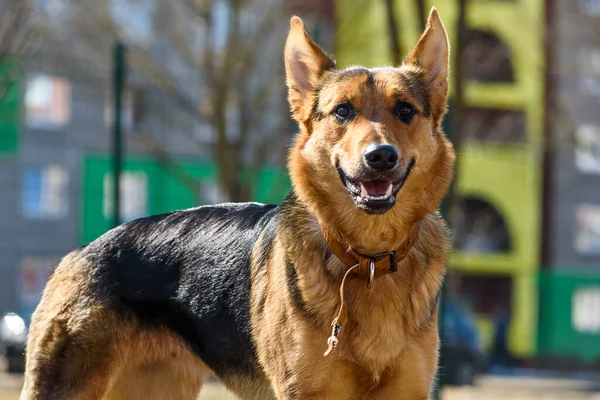 Sokaktaki Bir Alman Çoban Köpeği Portresi — Stok fotoğraf