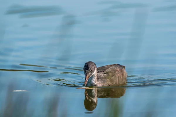 湖の夏に一匹のカモが泳ぐ — ストック写真